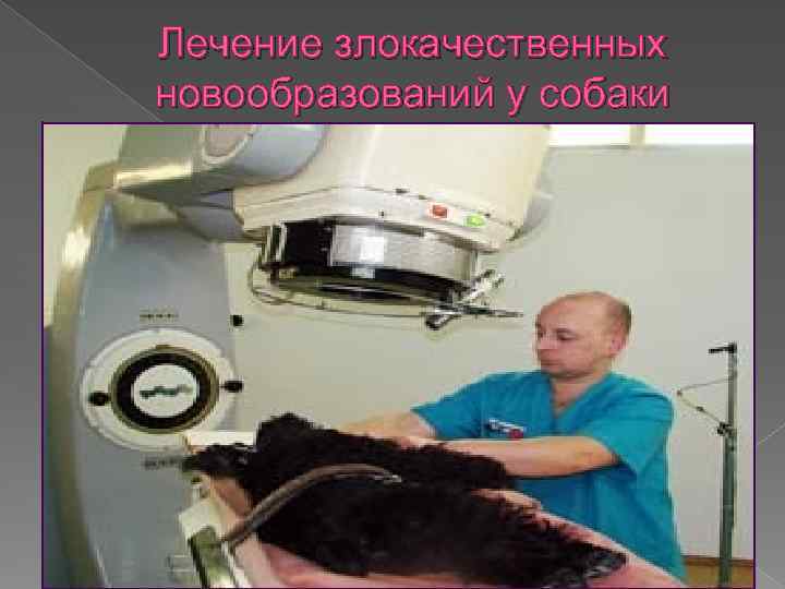 Лечение злокачественных новообразований у собаки 