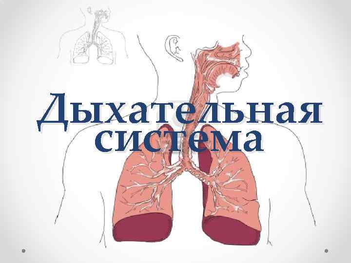 Дыхательная система 