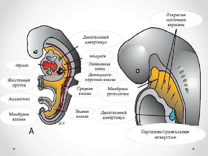 Открытые глоточные карманы Дыхательный дивертикул желудок Печёночная почка сердце Желточный проток Двенадцатиперстная кишка Средняя