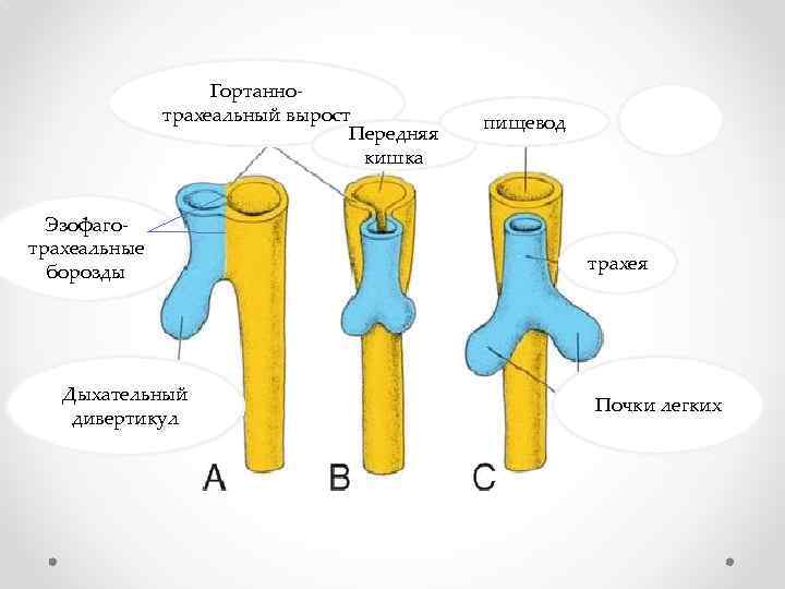 Гортаннотрахеальный вырост Передняя кишка Эзофаготрахеальные борозды Дыхательный дивертикул пищевод трахея Почки легких 