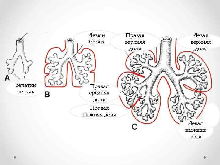 Левый бронх Зачатки легких Правая верхняя доля Левая верхняя доля Правая средняя доля Правая
