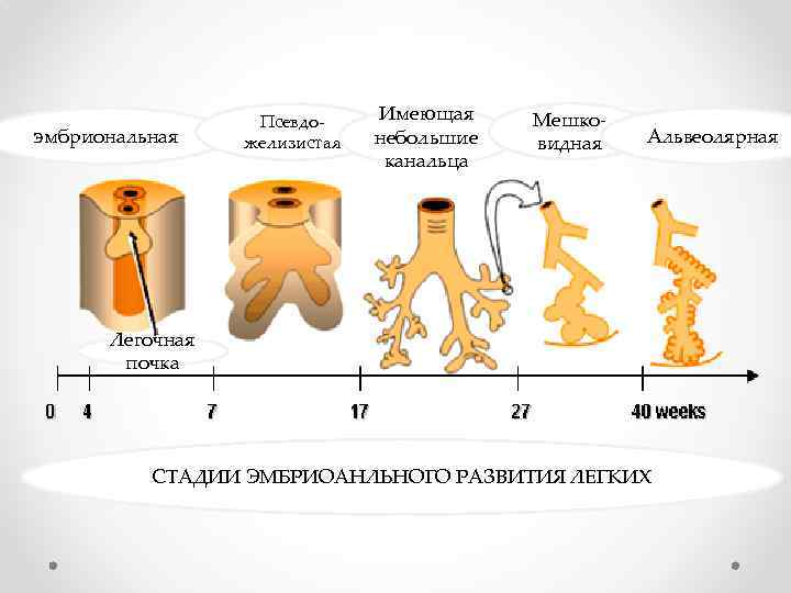 эмбриональная Псевдожелизистая Имеющая небольшие канальца Мешковидная Альвеолярная Легочная почка СТАДИИ ЭМБРИОАНЛЬНОГО РАЗВИТИЯ ЛЕГКИХ 