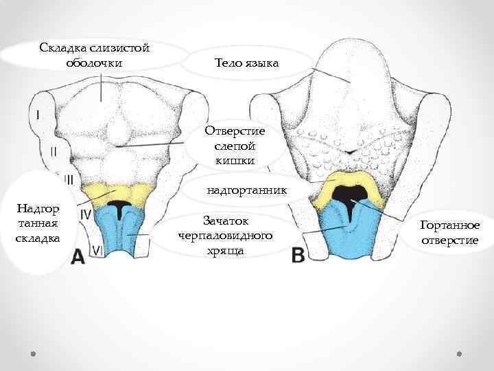 Складка слизистой оболочки Тело языка Отверстие слепой кишки надгортанник Надгор танная складка Зачаток черпаловидного