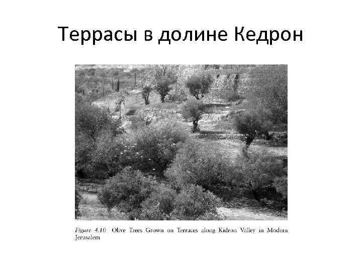 Террасы в долине Кедрон 