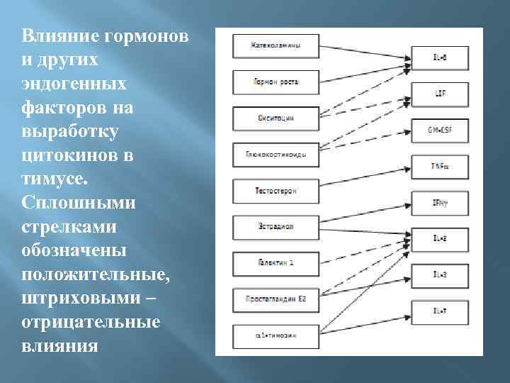 Влияние гормонов и других эндогенных факторов на выработку цитокинов в тимусе. Сплошными стрелками обозначены