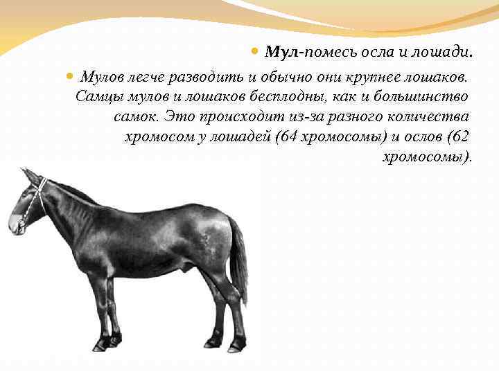  Мул-помесь осла и лошади. Мулов легче разводить и обычно они крупнее лошаков. Самцы