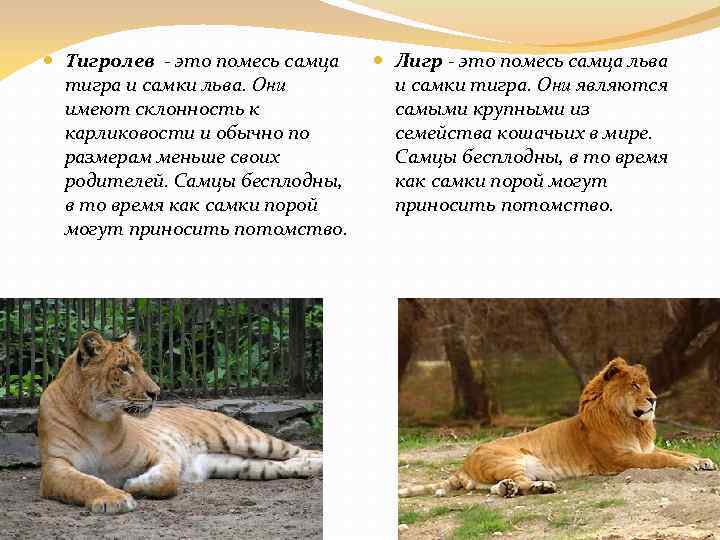  Тигролев - это помесь самца тигра и самки льва. Они имеют склонность к