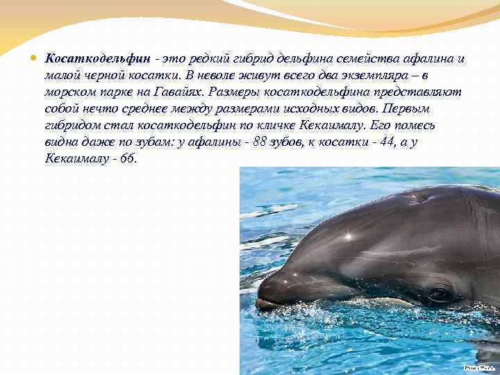  Косаткодельфин - это редкий гибрид дельфина семейства афалина и малой черной косатки. В