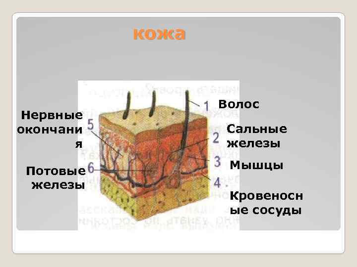 кожа Нервные окончани я Потовые железы Волос Сальные железы Мышцы Кровеносн ые сосуды 