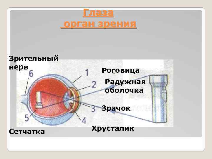 Глаза орган зрения Зрительный нерв Роговица Радужная оболочка Зрачок Сетчатка Хрусталик 