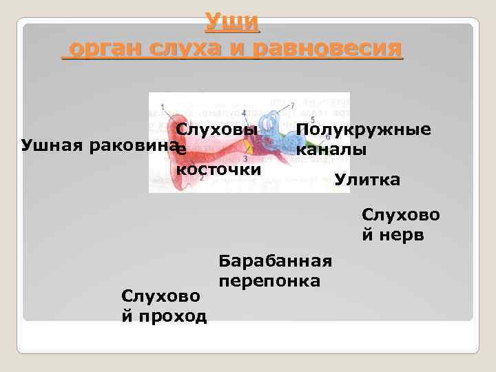 Уши орган слуха и равновесия Слуховы Ушная раковина е косточки Полукружные каналы Улитка Слухово