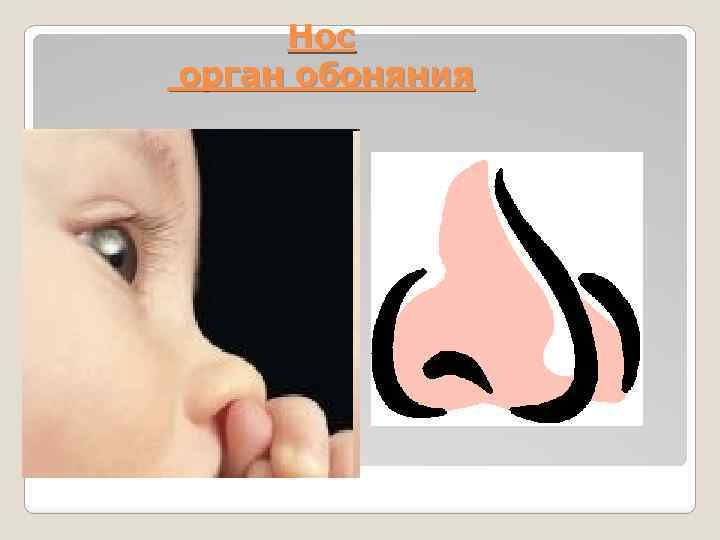 Нос орган обоняния 