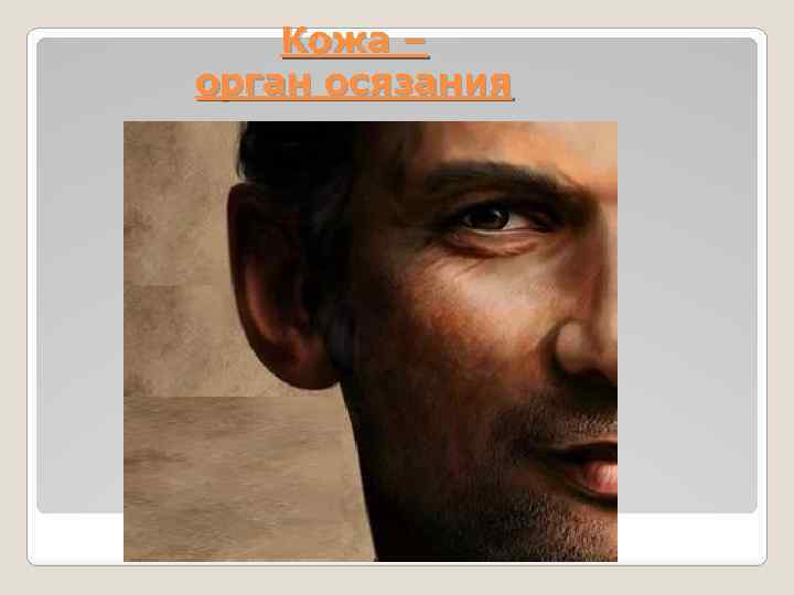 Кожа – орган осязания 