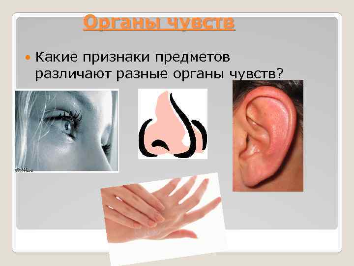 Органы чувств Какие признаки предметов различают разные органы чувств? 