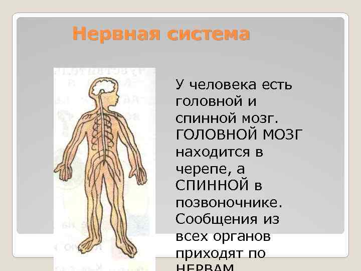 Нервная система У человека есть головной и спинной мозг. ГОЛОВНОЙ МОЗГ находится в черепе,
