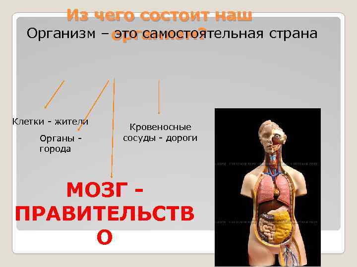 Из чего состоит наш Организм – организм? это самостоятельная страна Клетки - жители Органы