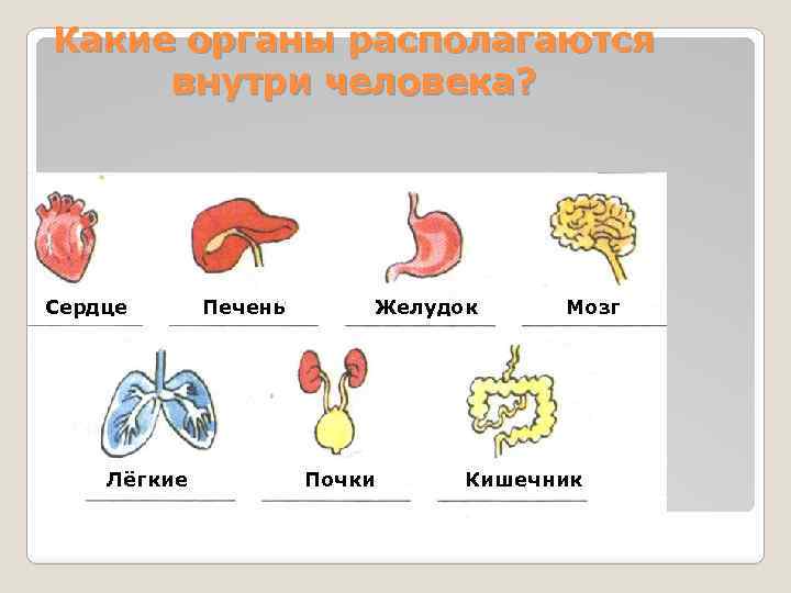 Какие органы представлены на рисунке. Органы человека 3 класс. Органы человека 3 класс окружающий мир. Что внутри человека какой организм. Презентация по окружающему миру 3 класс на тему организм человека.