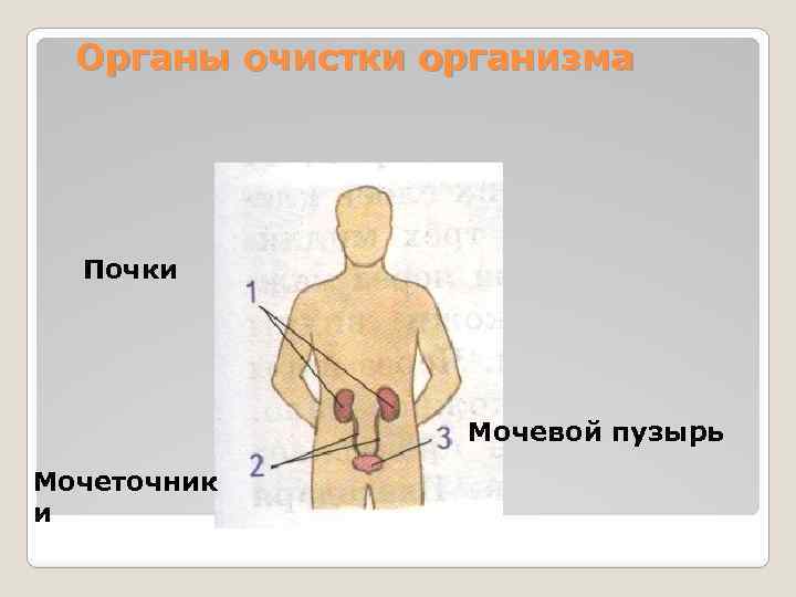 Органы очистки организма Почки Мочевой пузырь Мочеточник и 