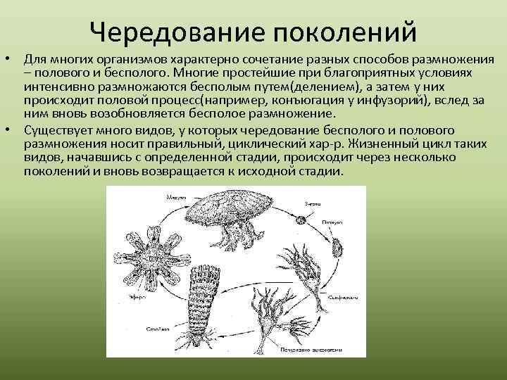 Чередование поколений • Для многих организмов характерно сочетание разных способов размножения – полового и