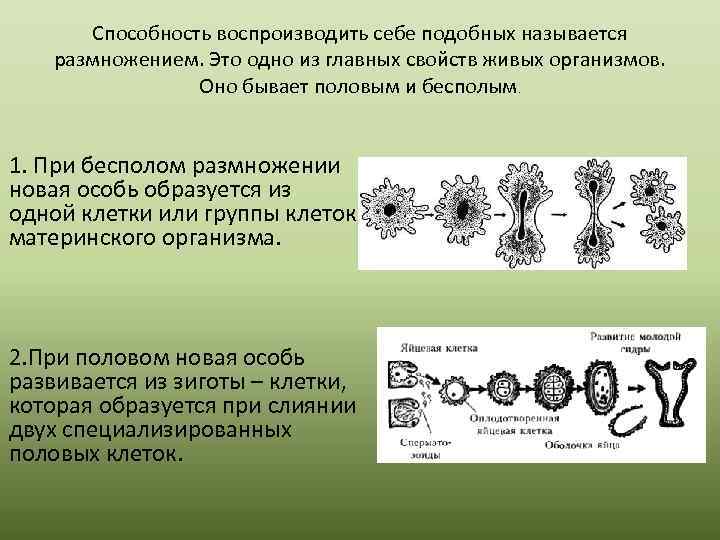 Способность воспроизводить себе подобных называется размножением. Это одно из главных свойств живых организмов. Оно