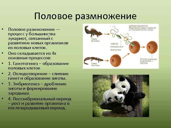 Половое размножение • Половое размножение — процесс у большинства эукариот, связанный с развитием новых