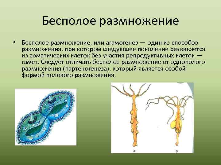 Бесполое размножение • Бесполое размножение, или агамогенез — один из способов размножения, при котором