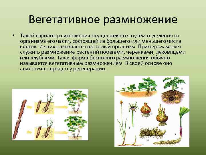 Вегетативное размножение • Такой вариант размножения осуществляется путём отделения от организма его части, состоящей