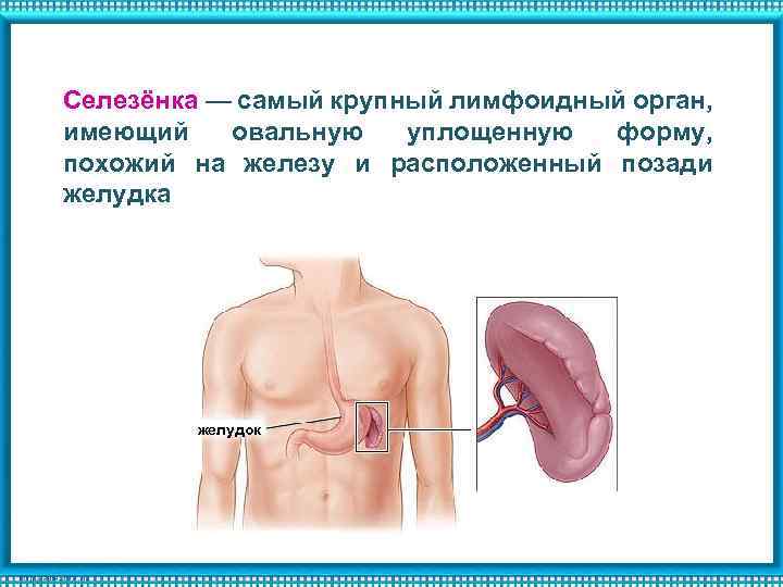 Селезёнка — самый крупный лимфоидный орган, имеющий овальную уплощенную форму, похожий на железу и