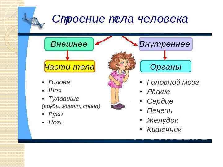 Тема человек 3 класс презентация. Человек часть живой природы. Человек часть живой природы 3 класс. Человек часть живой природы задания. Окружающий мир человек - часть живой природы.