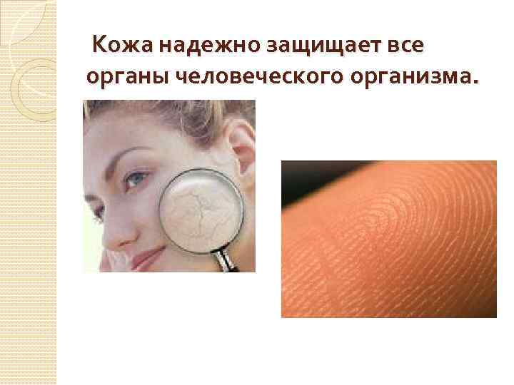  Кожа надежно защищает все органы человеческого организма. 
