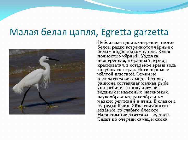 Какой тип питания характерен для серой цапли изображенной на рисунке