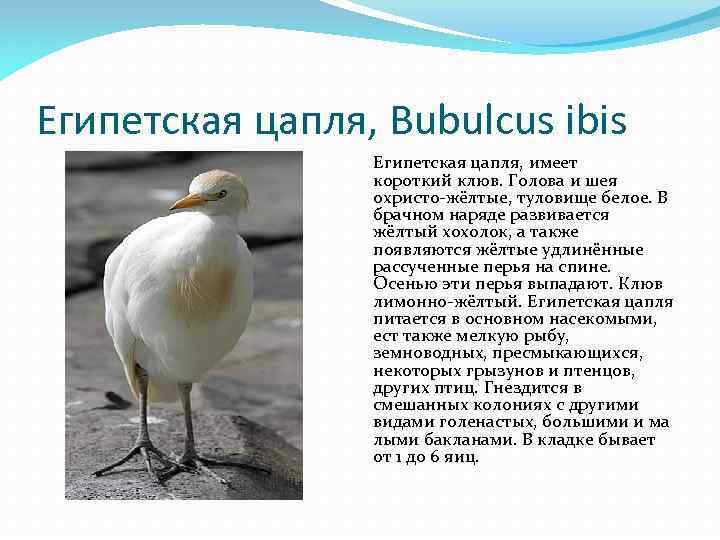 Цапля описание. Цапля краткое описание. Египетская цапля. Египетская белая цапля. Египетская цапля описание.