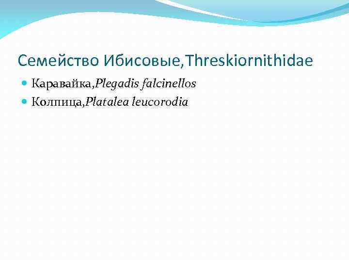 Семейство Ибисовые, Threskiornithidae Каравайка, Plegadis falcinellos Колпица, Platalea leucorodia 