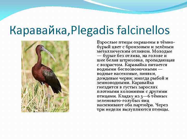 Каравайка, Plegadis falcinellos Взрослые птицы окрашены в тёмнобурый цвет с бронзовым и зелёным металлическим