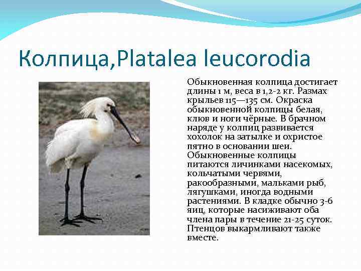 Колпица, Platalea leucorodia Обыкновенная колпица достигает длины 1 м, веса в 1, 2 -2