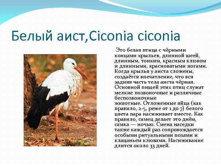Белый аист, Ciconia ciconia Это белая птица с чёрными концами крыльев, длинной шеей, длинным,