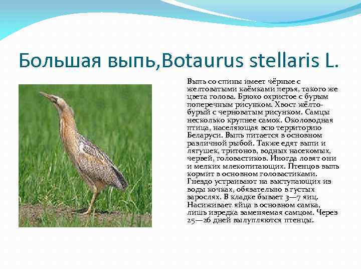 Большая выпь, Botaurus stellaris L. Выпь со спины имеет чёрные с желтоватыми каёмками перья,