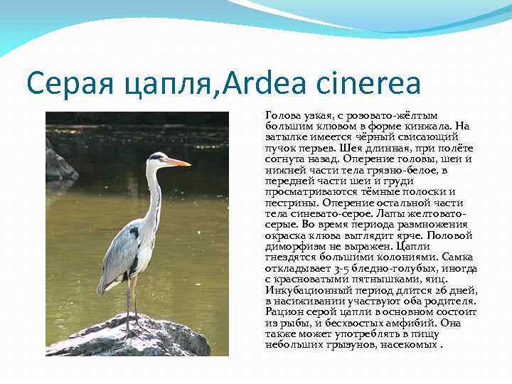 Серая цапля, Ardea cinerea Голова узкая, с розовато-жёлтым большим клювом в форме кинжала. На