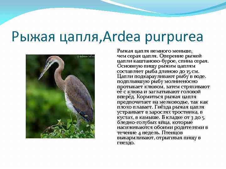 Рыжая цапля, Ardea purpurea Рыжая цапля немного меньше, чем серая цапля. Оперение рыжей цапли