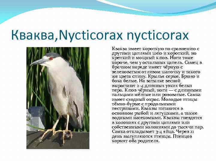 Кваква, Nycticorax nycticorax Кваква имеет короткую по сравнению с другими цаплями шею и короткий,