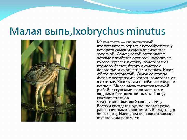 Малая выпь, Ixobrychus minutus Малая выпь — единственный представитель отряда аистообразных, у которого самец