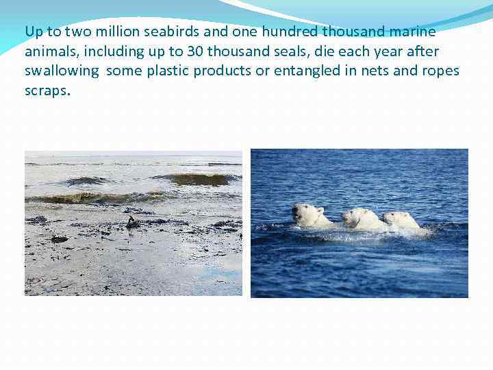 Up to two million seabirds and one hundred thousand marine animals, including up to