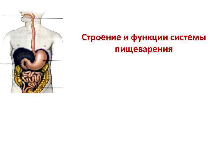 Строение и функции системы пищеварения Лекция № 13 