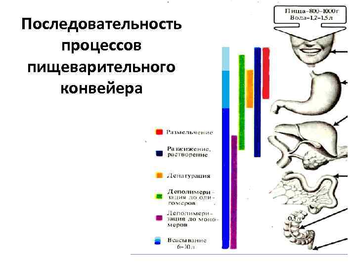 Последовательность процессов пищеварительного конвейера 