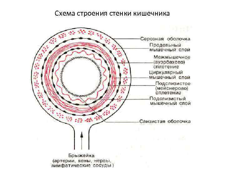 Схема строения стенки кишечника 