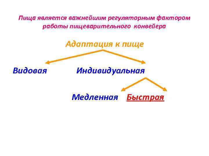 Пища является важнейшим регуляторным фактором работы пищеварительного конвейера Адаптация к пище Видовая Индивидуальная Медленная