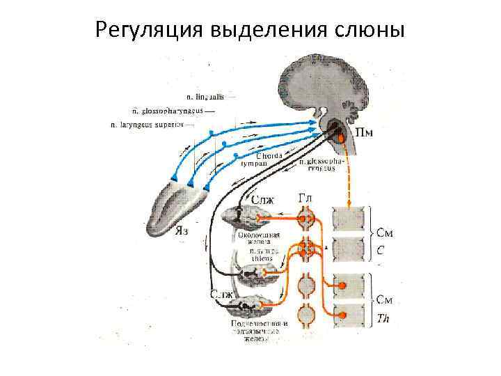 Регуляция выделения слюны 