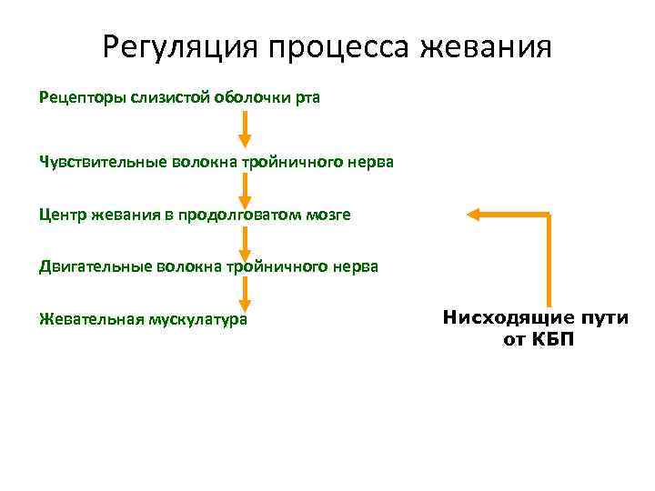 Регуляция процесса жевания Рецепторы слизистой оболочки рта Чувствительные волокна тройничного нерва Центр жевания в