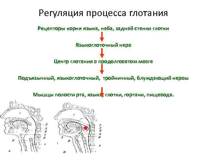 Рефлекс жевания. Регуляция процесса глотания. Регуляция глотания физиология. Механизм акта глотания. Нервная регуляция глотания.