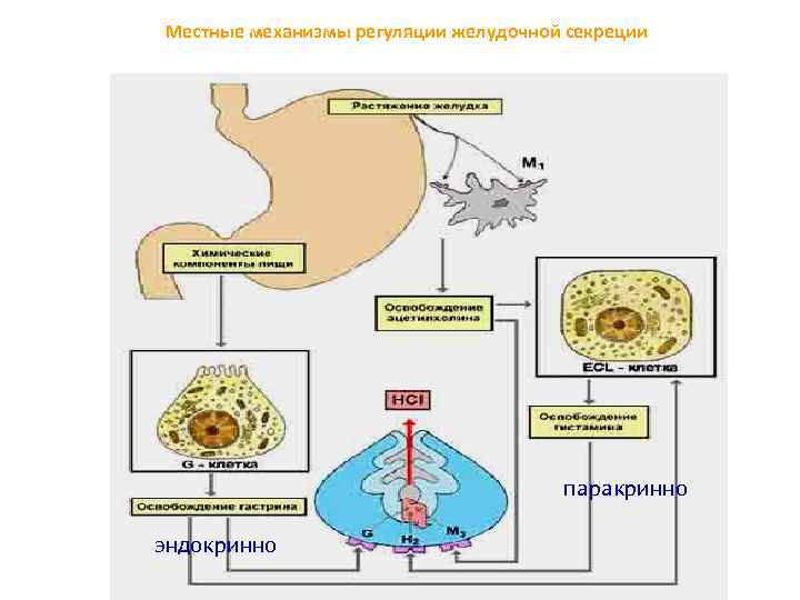 Местные механизмы регуляции желудочной секреции паракринно эндокринно 